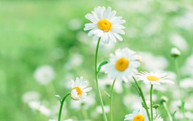 揭秘澳门皇冠的魅力，教你如何轻松体验奢华生活方式