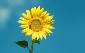 探秘香港免费六台彩图库，你绝对想不到的中奖秘诀！