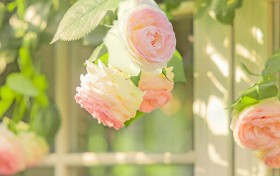 掌握斗牛娱乐的秘诀，轻松赢得游戏乐趣与丰厚奖励