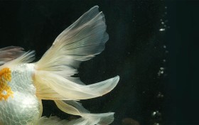 凯时K66，这个秘诀你绝对不想错过！