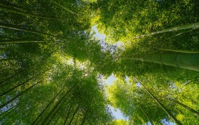 新凤凰技巧揭秘，教你如何玩转北京赛车pk10，轻松赢取大奖！