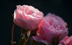 选对资料，2025年让你在六合旋涡中脱颖而出！