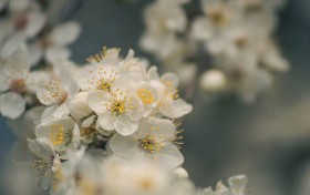 香港赛马会最新资料分析，未来赛马市场将面临怎样的机遇和挑战?
