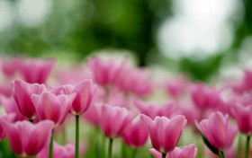 赛马会最准资料免费资料，究竟谁能把握这个秘密？