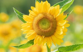 揭开太子乐的神秘面纱，如何打造品牌新玩法？