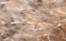 澳门美高梅官网的秘密，竟然让游客都惊呆了！