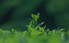 中国天网：科技与隐私的博弈，未来社会何去何从？