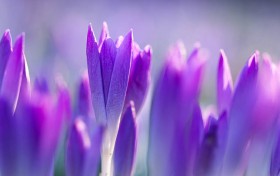 pk10开奖，你还在为下注策略烦恼吗？这些技巧帮你提升胜率！