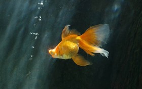 中彩堂wap引发的热潮，让你看到了什么样的惊喜？