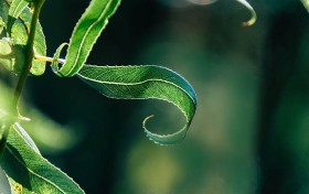 计春华究竟是如何离世的？背后掩藏了哪些不为人知的真相？